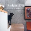 Resident Dog